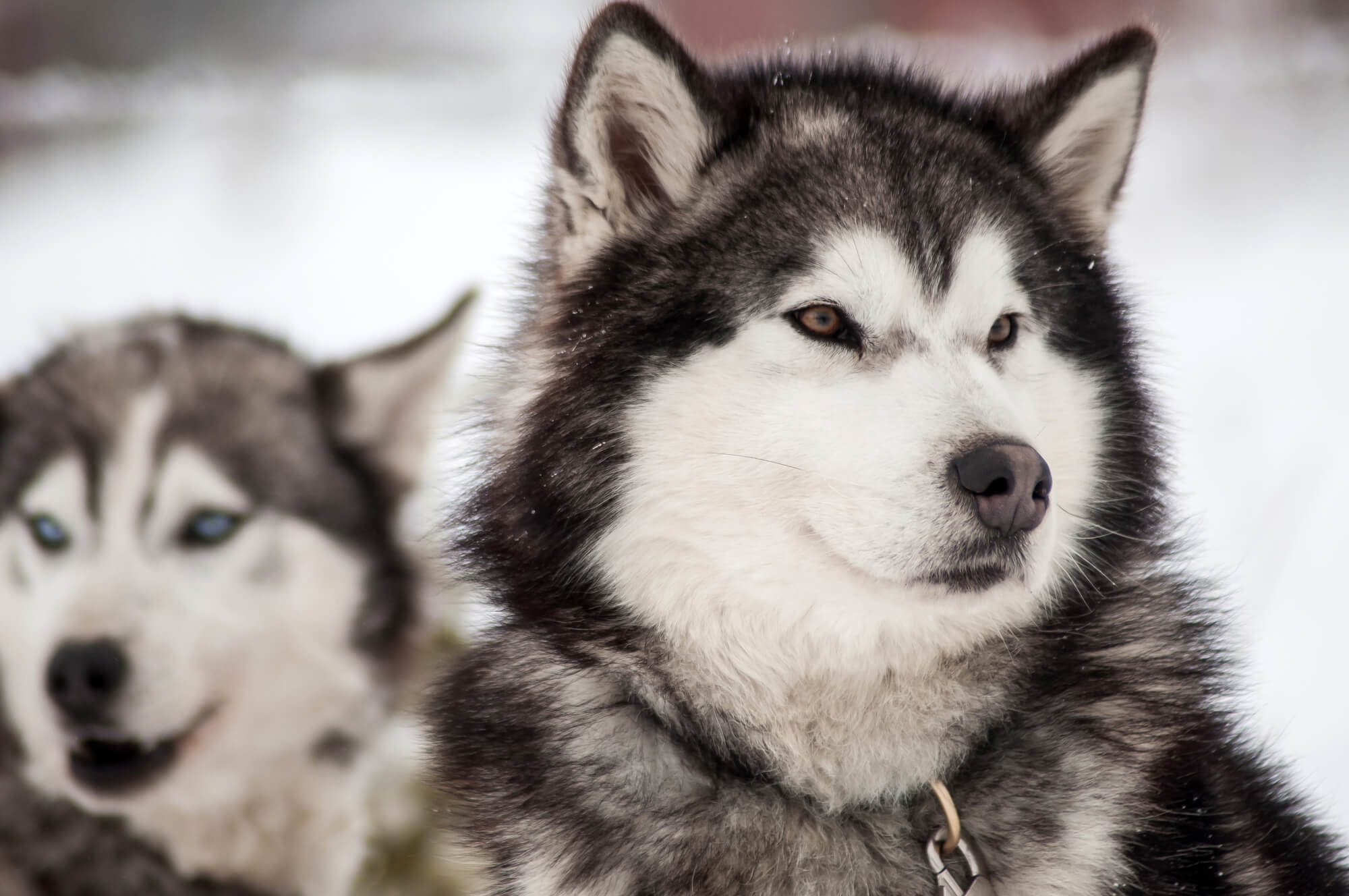 ハスキーはどんな犬種？まず知っておきたい基礎知識
